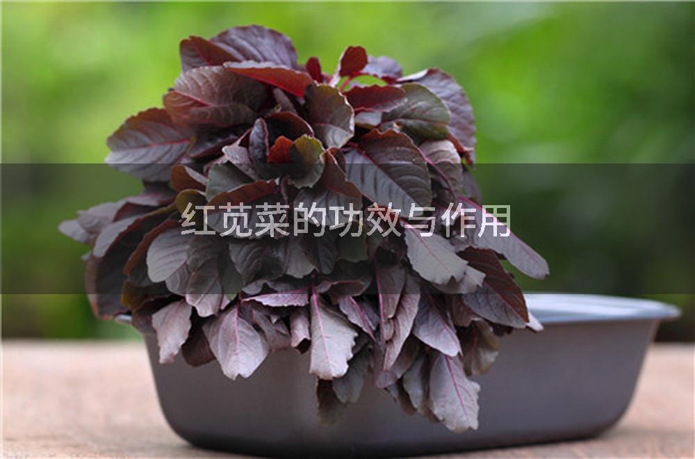 红苋菜的功效与作用