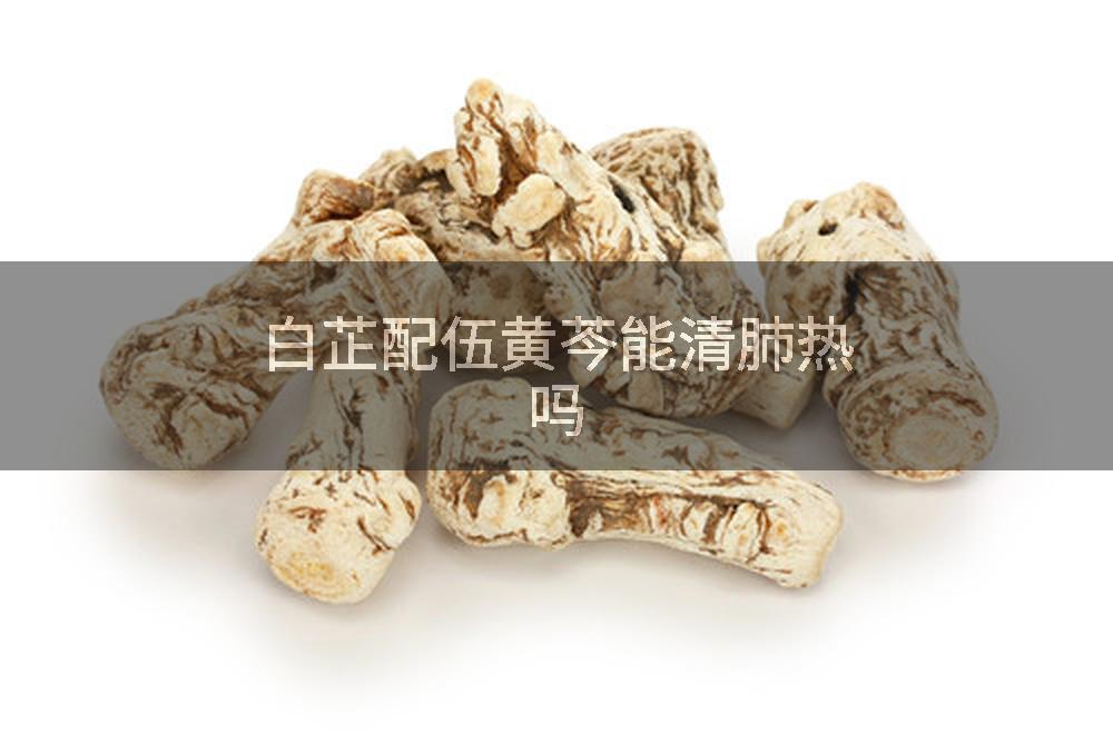 白芷配伍黄芩能清肺热吗