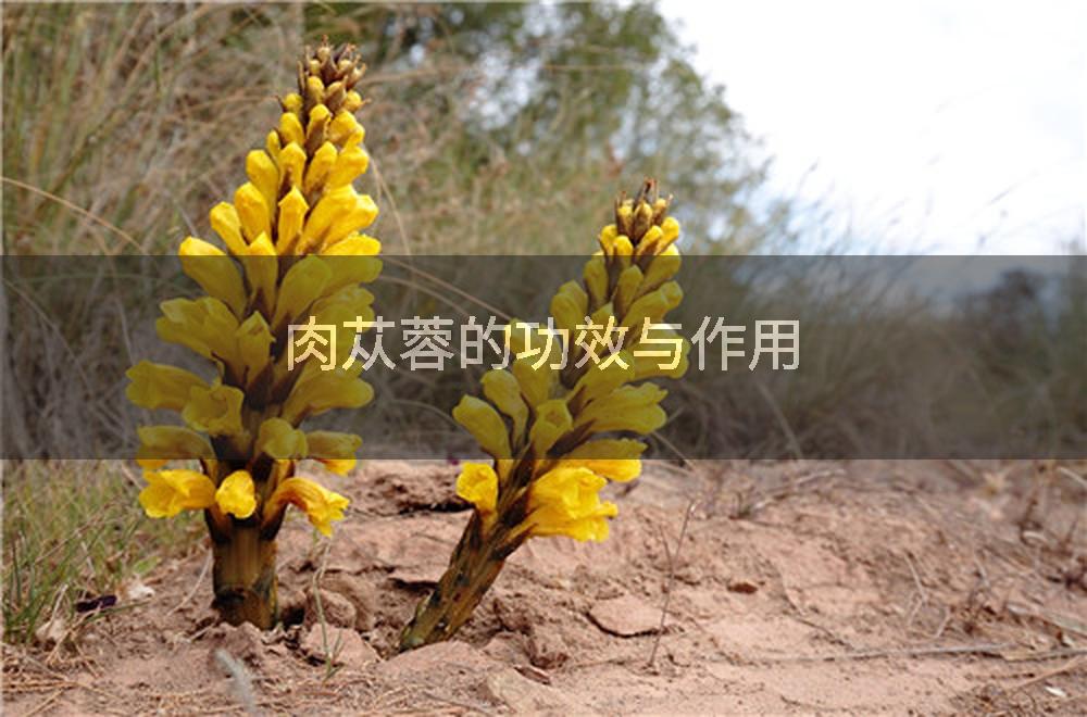 肉苁蓉的功效与作用