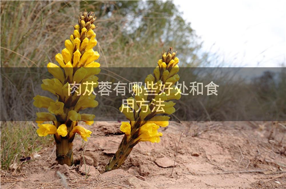 肉苁蓉有哪些好处和食用方法