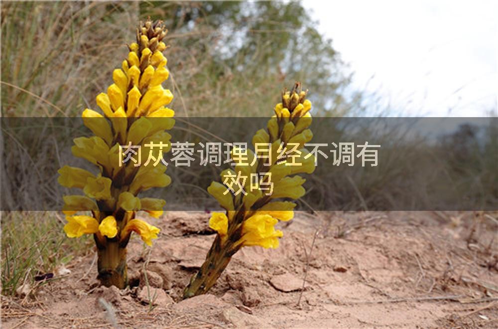 肉苁蓉调理月经不调有效吗