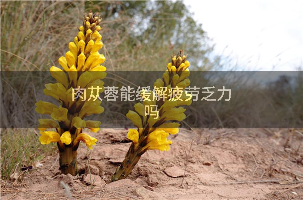 肉苁蓉能缓解疲劳乏力吗