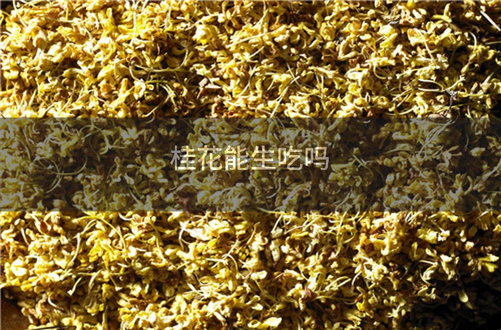桂花能生吃吗
