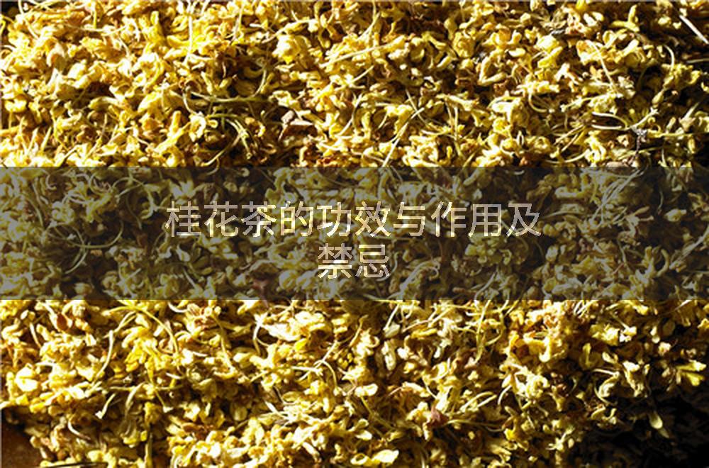 桂花茶的功效与作用及禁忌