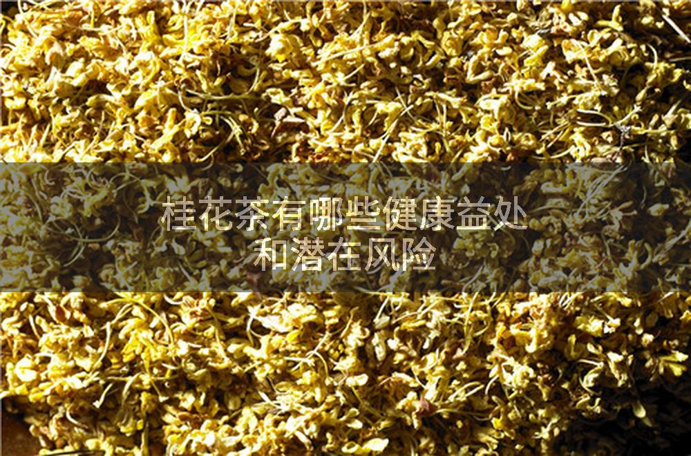 桂花茶有哪些健康益处和潜在风险