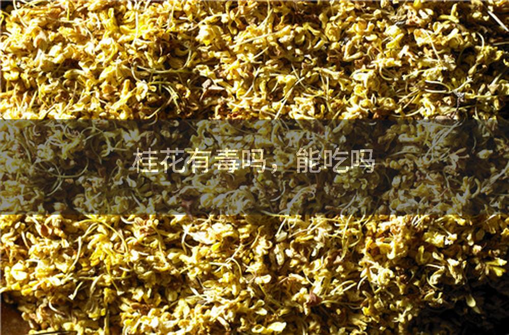 桂花有毒吗，能吃吗