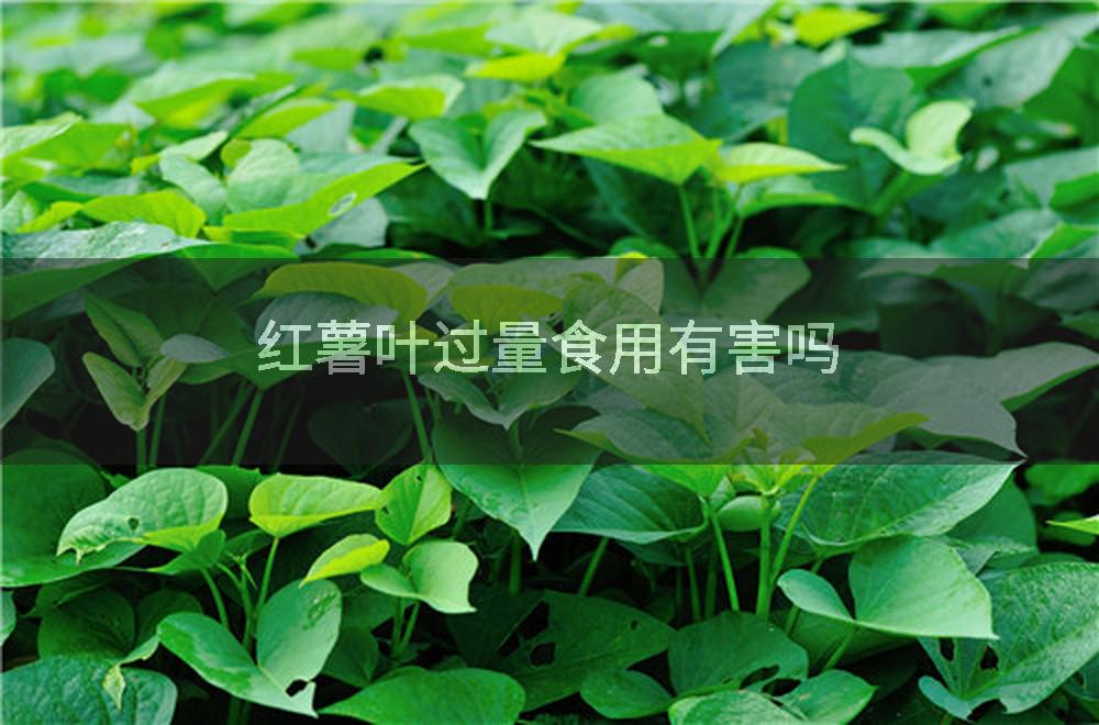 红薯叶过量食用有害吗