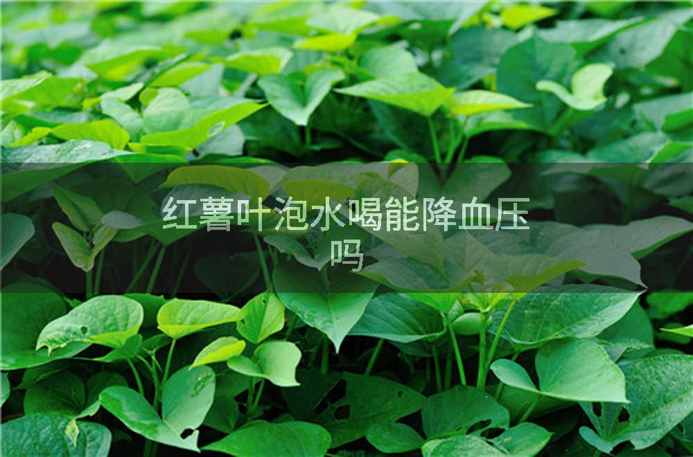 红薯叶泡水喝能降血压吗