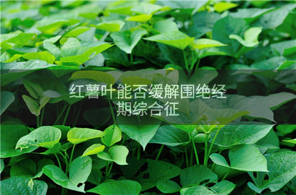 红薯叶能否缓解围绝经期综合征