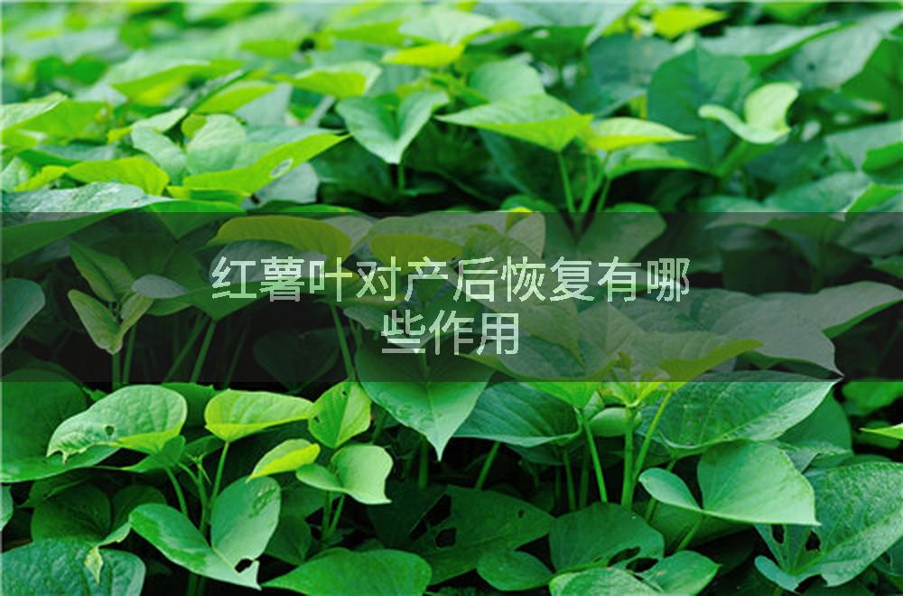 红薯叶对产后恢复有哪些作用