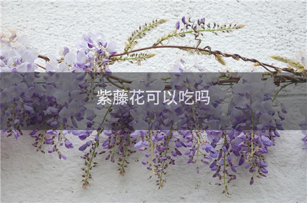 紫藤花可以吃吗