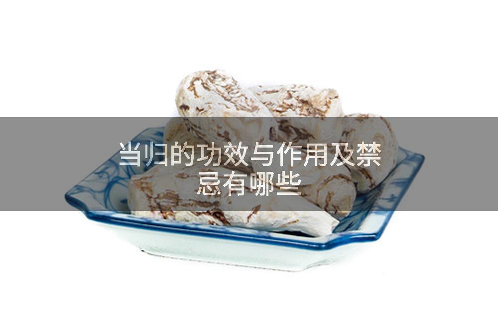 当归的功效与作用及禁忌有哪些
