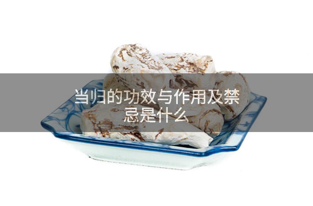 当归的功效与作用及禁忌是什么