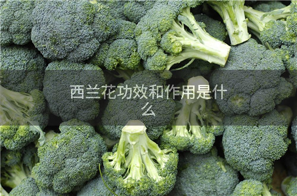 西兰花功效和作用是什么