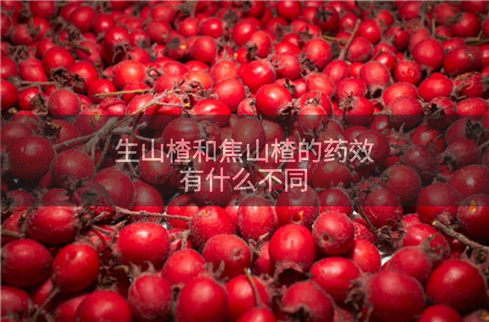 生山楂和焦山楂的药效有什么不同
