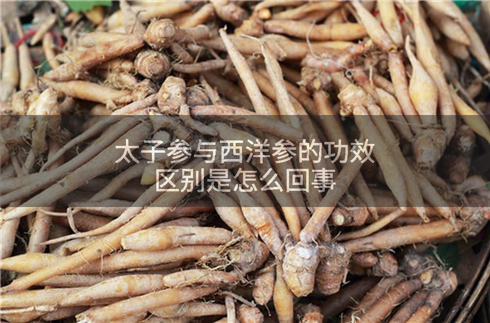 太子参与西洋参的功效区别是怎么回事