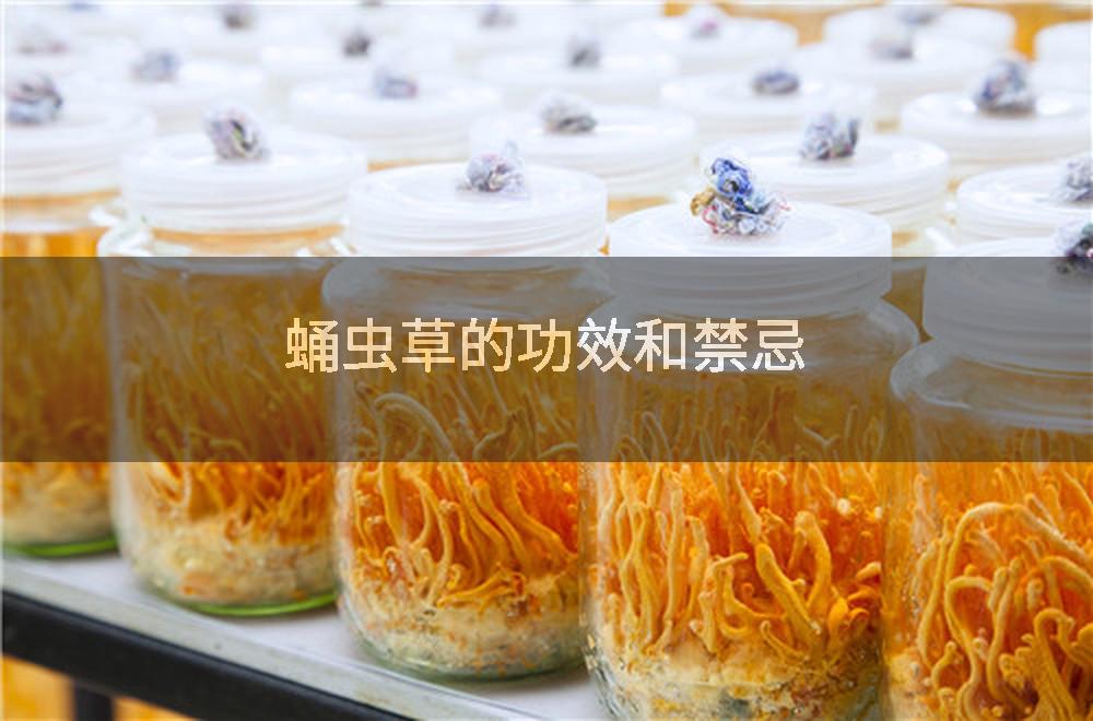 蛹虫草的功效和禁忌