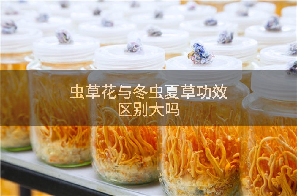 虫草花与冬虫夏草功效区别大吗