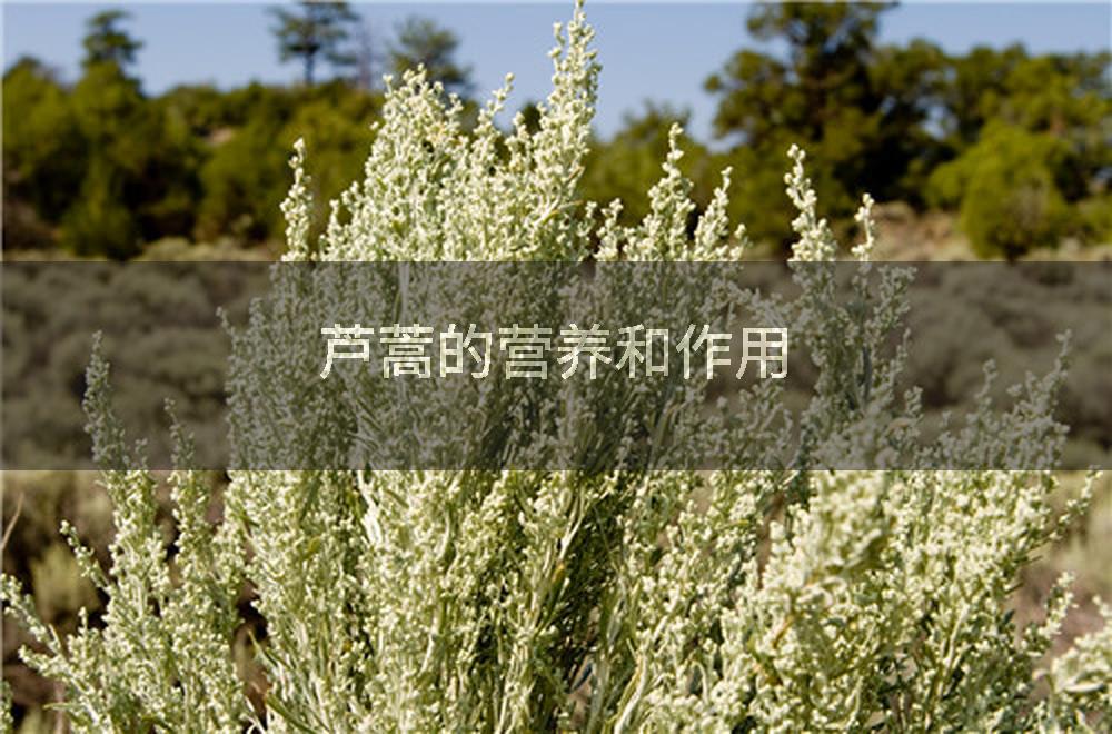 芦蒿的营养和作用