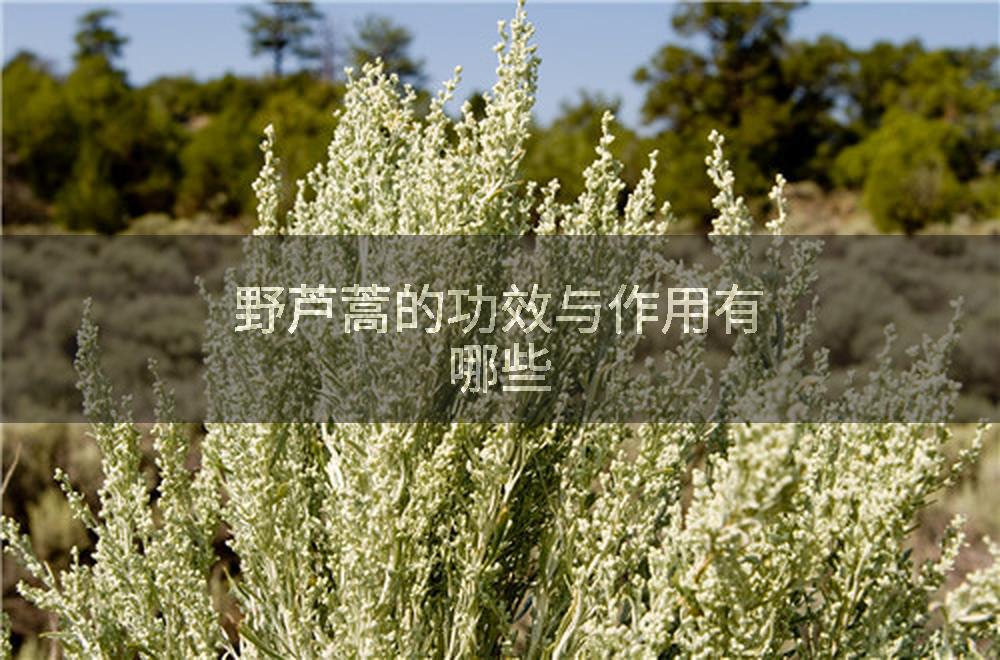 野芦蒿的功效与作用有哪些