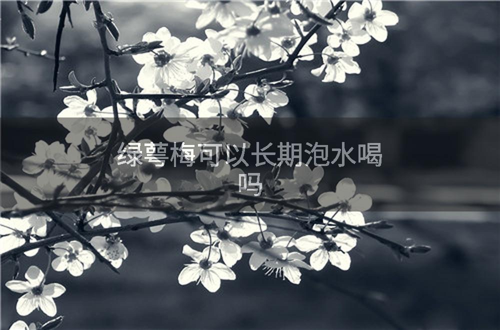 绿萼梅可以长期泡水喝吗