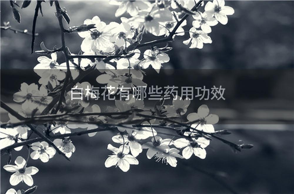 白梅花有哪些药用功效