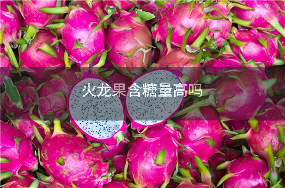 火龙果含糖量高吗