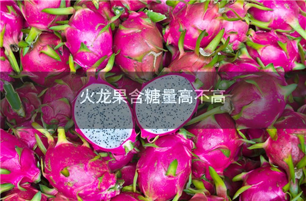 火龙果含糖量高不高