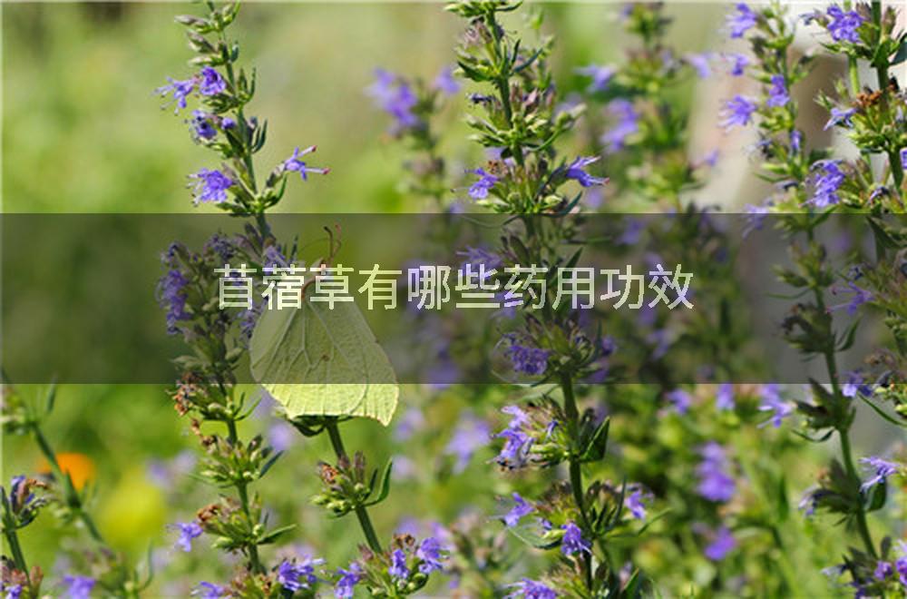 苜蓿草有哪些药用功效