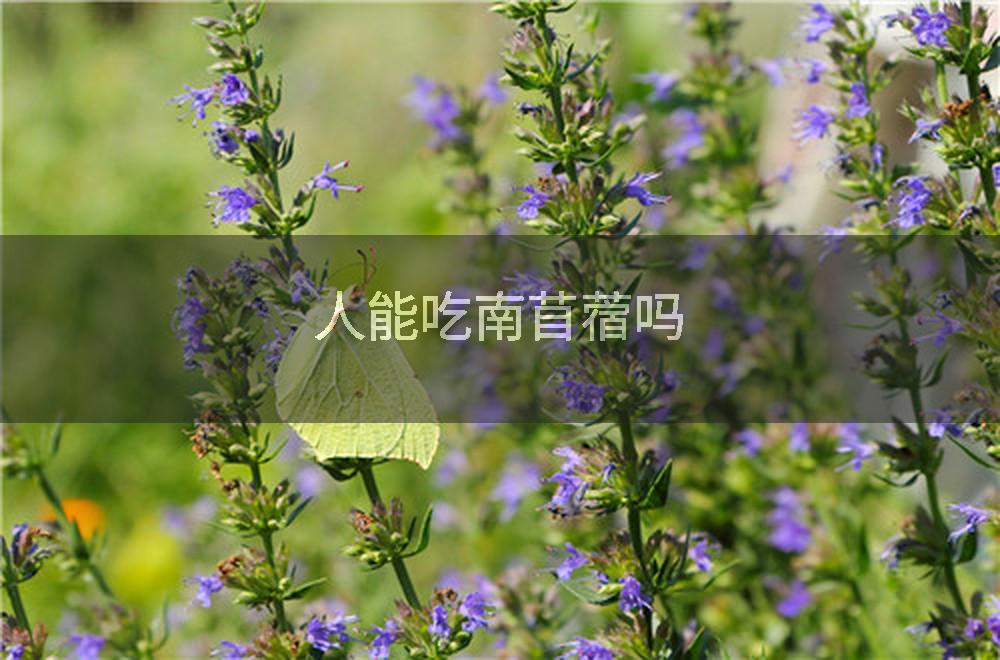 人能吃南苜蓿吗