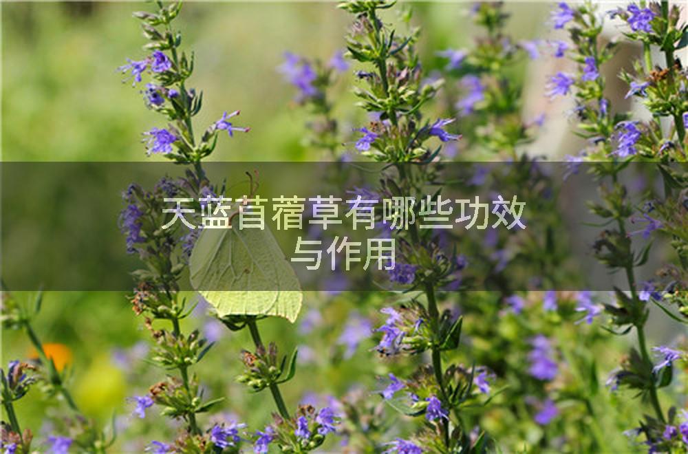 天蓝苜蓿草有哪些功效与作用