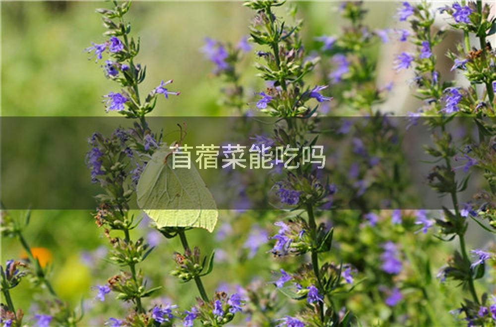 苜蓿菜能吃吗