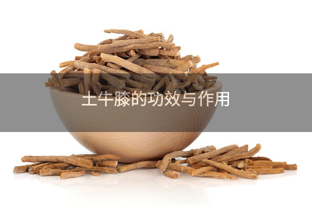 土牛膝的功效与作用