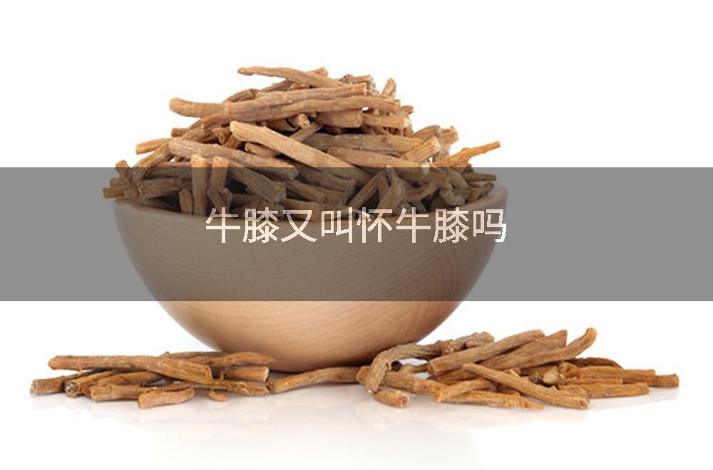 牛膝又叫怀牛膝吗