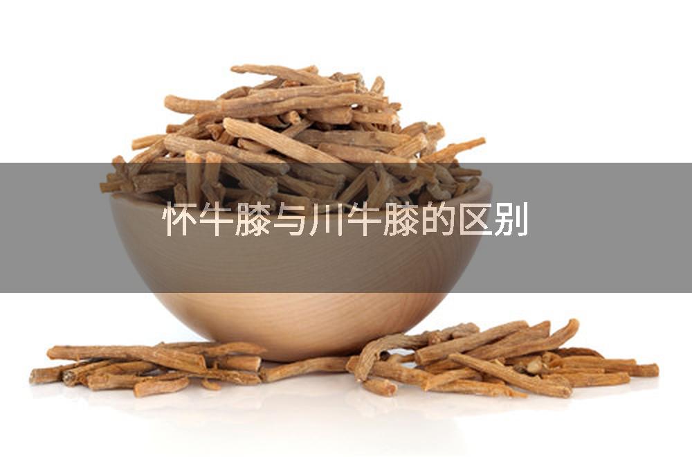 怀牛膝与川牛膝的区别