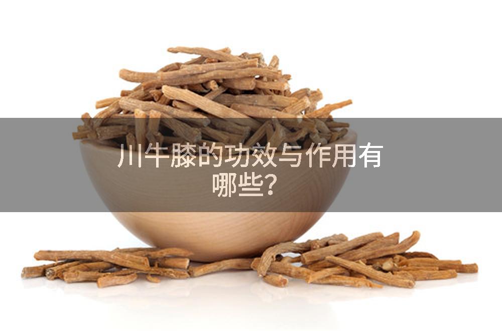 川牛膝的功效与作用有哪些？