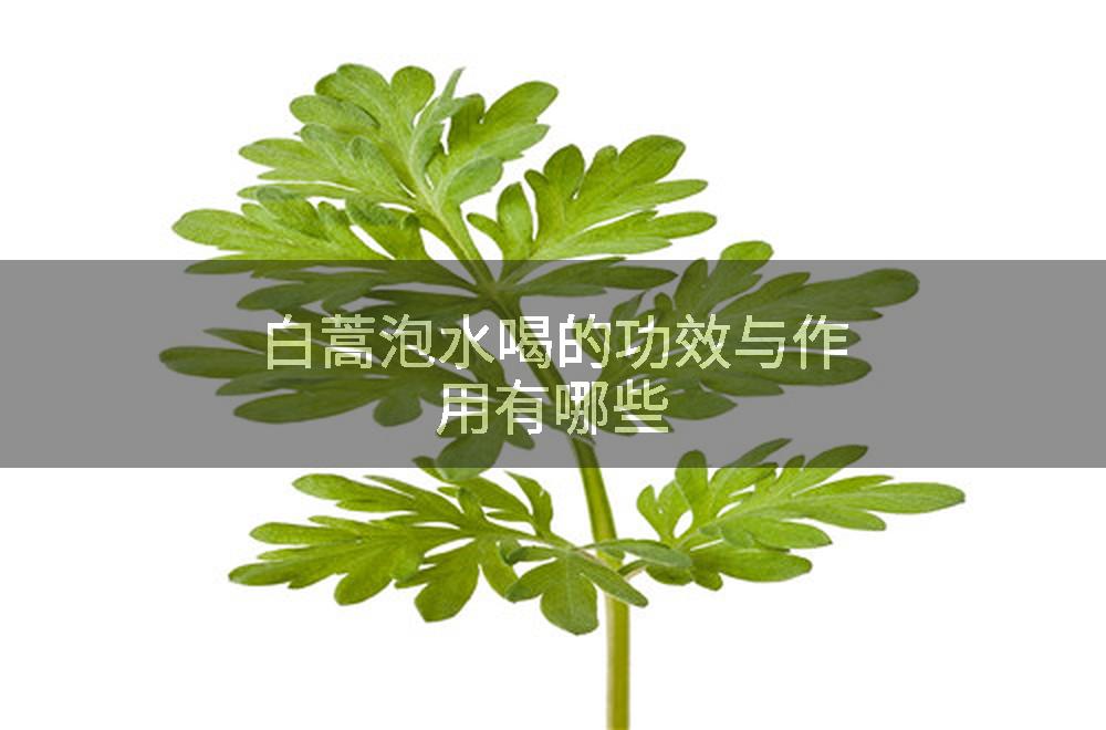 白蒿泡水喝的功效与作用有哪些