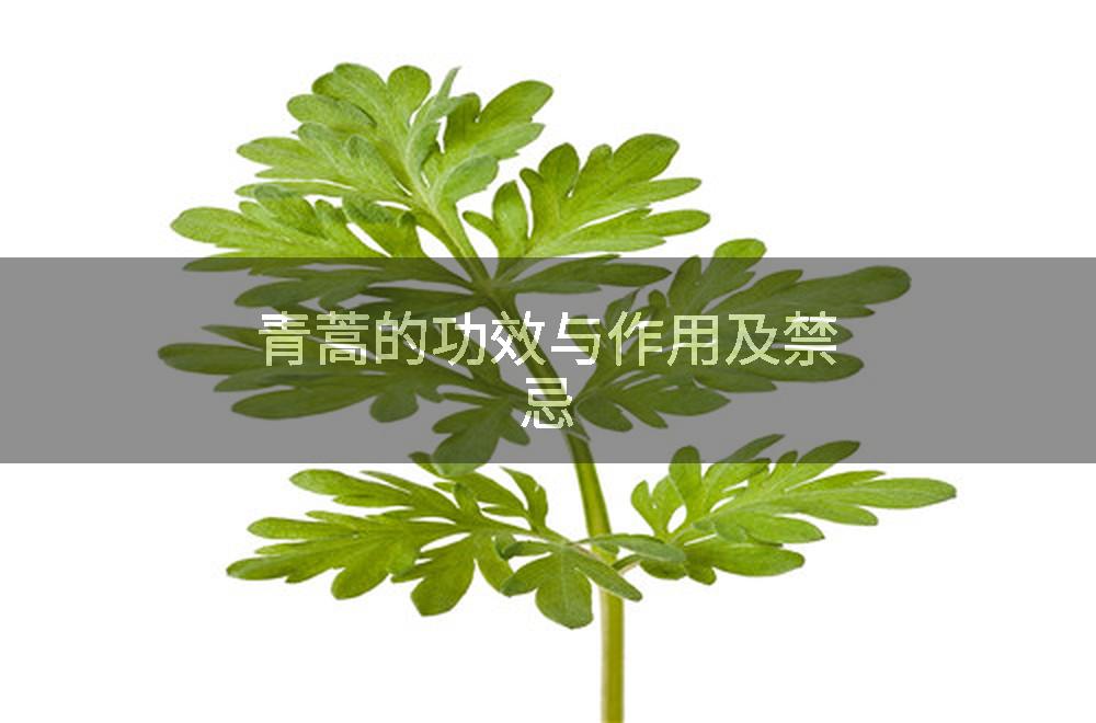 青蒿的功效与作用及禁忌