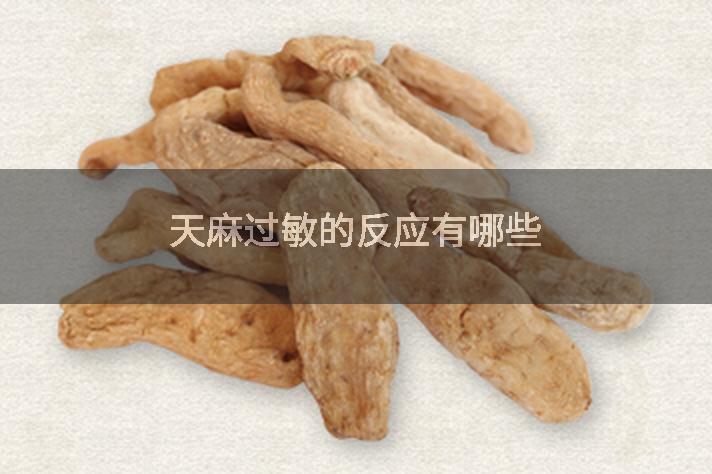 天麻过敏的反应有哪些