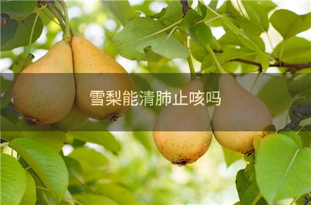 雪梨能清肺止咳吗
