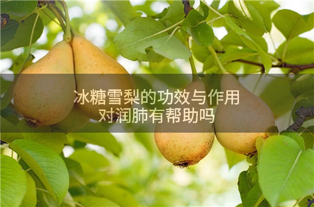 冰糖雪梨的功效与作用对润肺有帮助吗