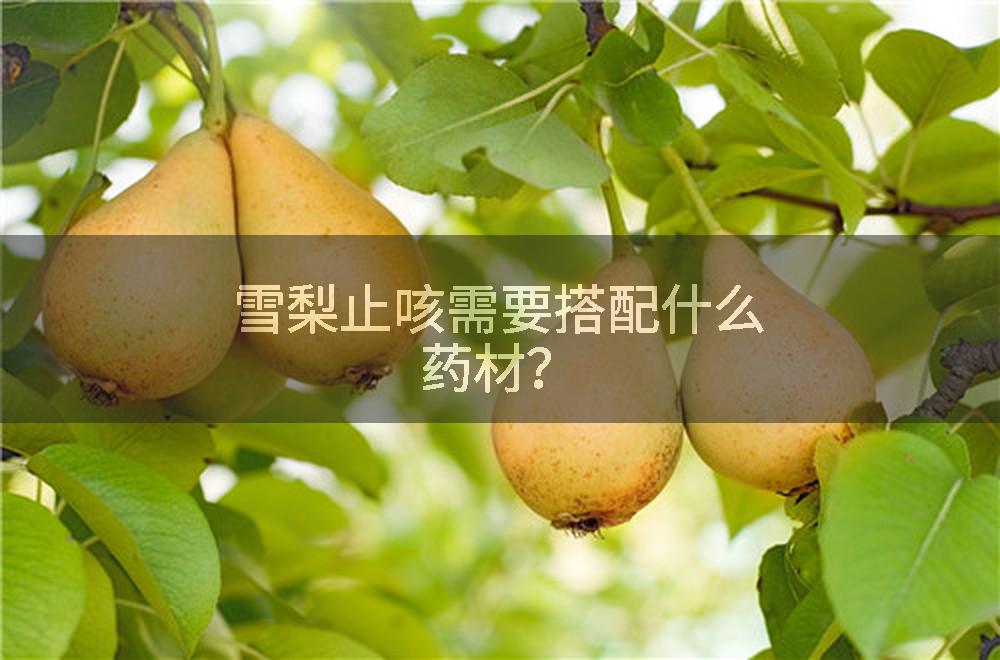 雪梨止咳需要搭配什么药材？