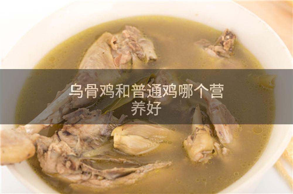 乌骨鸡和普通鸡哪个营养好