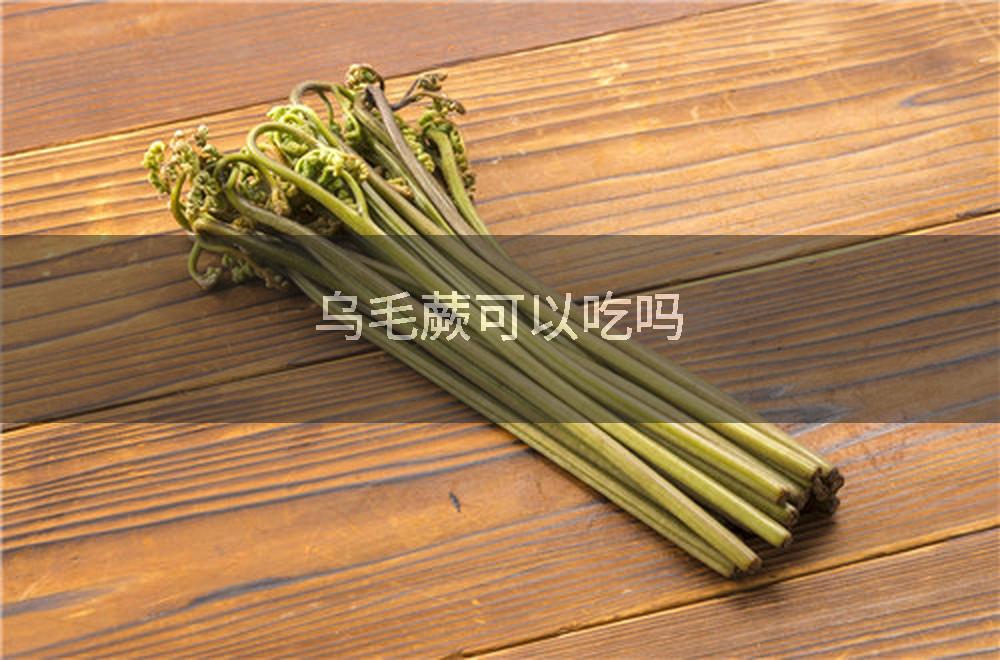 乌毛蕨可以吃吗