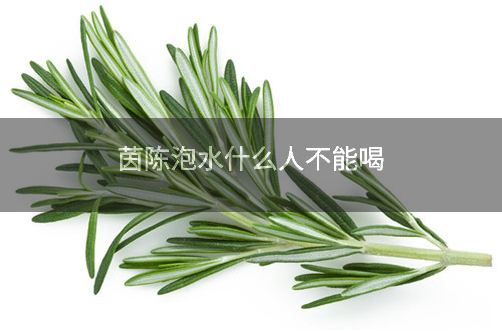 茵陈泡水什么人不能喝