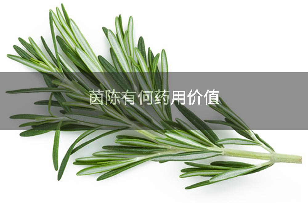 茵陈有何药用价值