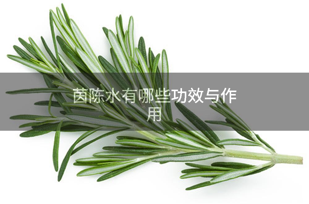 茵陈水有哪些功效与作用