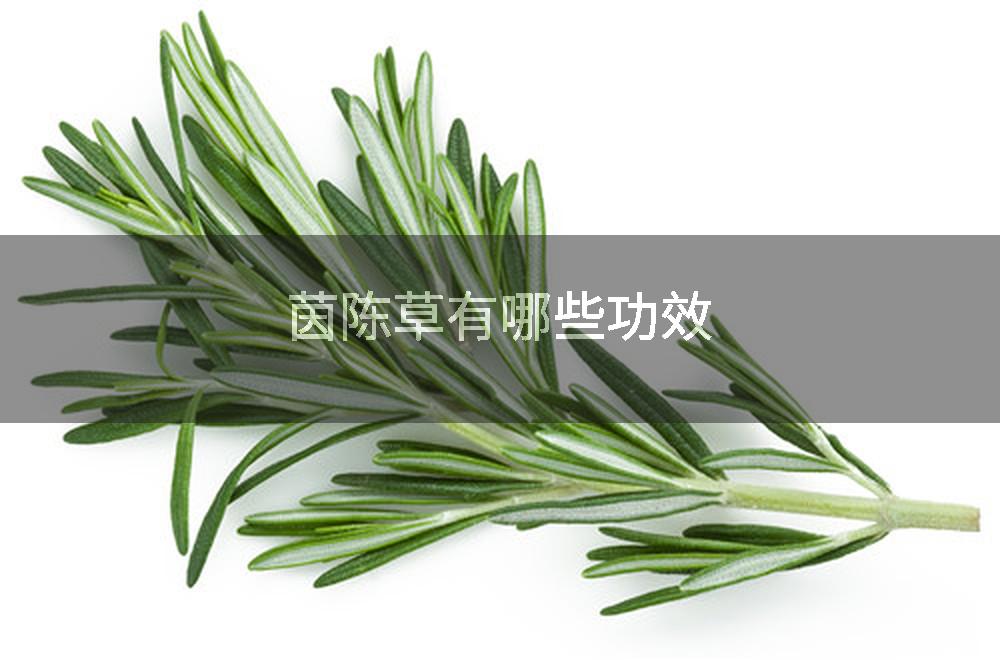 茵陈草有哪些功效