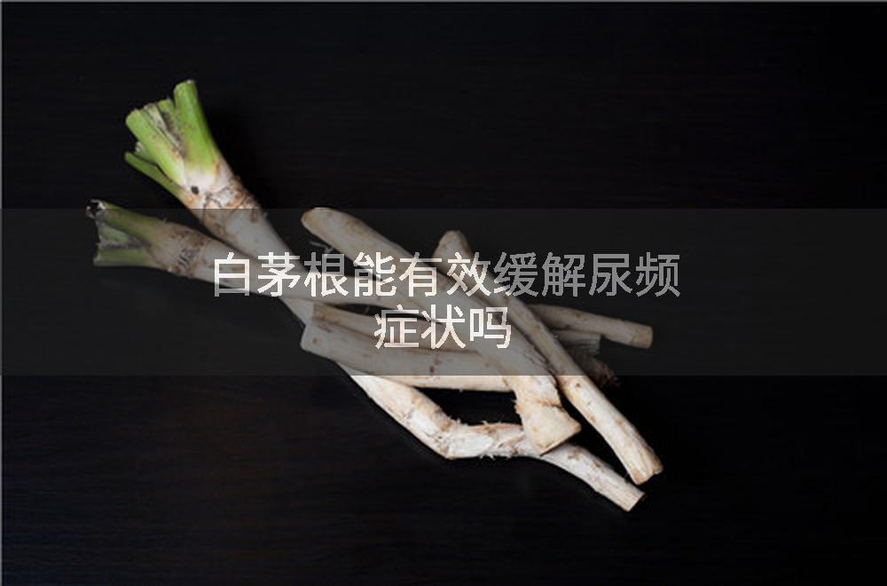 白茅根能有效缓解尿频症状吗
