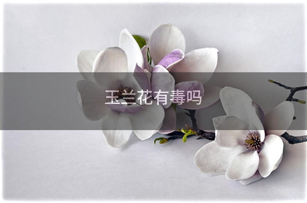 玉兰花有毒吗